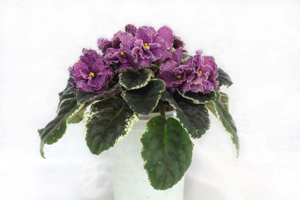 Ян-Торнадо-2
