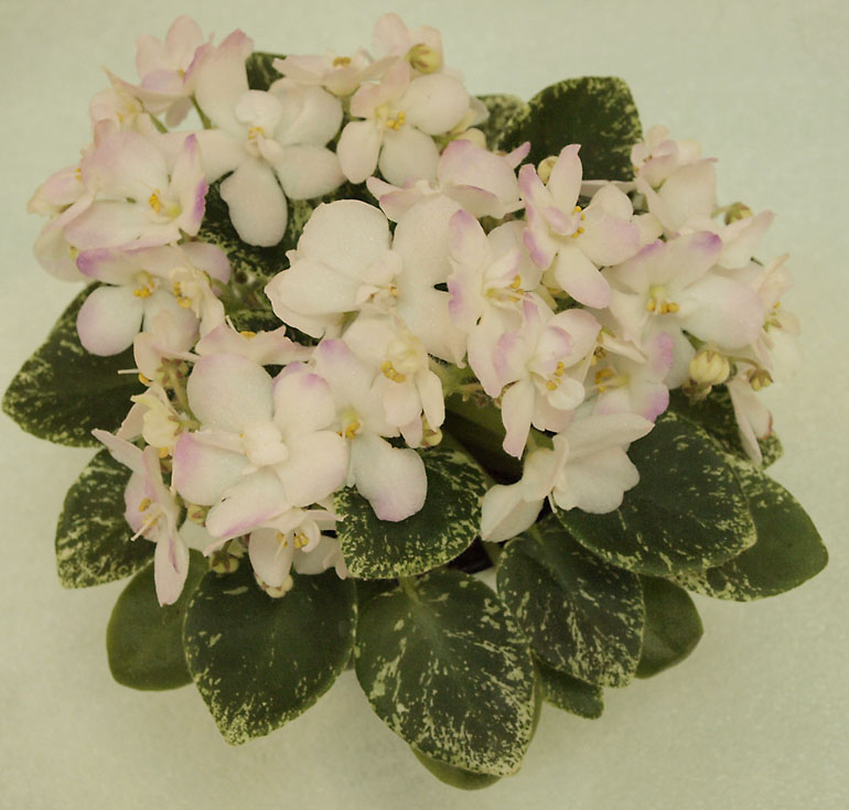 Shirl's Touch'o'Pink_ТИ.jpg
