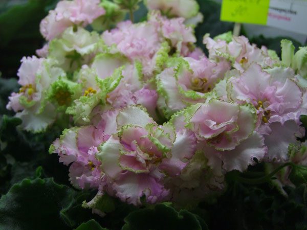 ЛЕ-Мерилин(Фёдорова).jpg