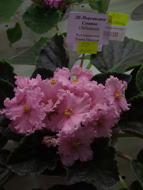 2011_03010044.jpg