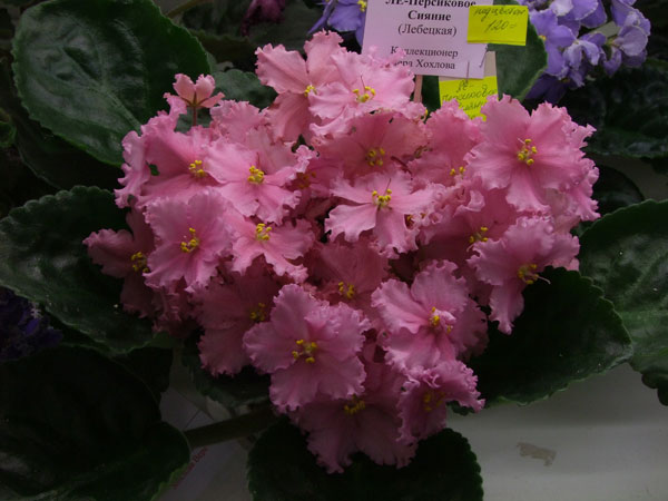 2011_03010045.jpg