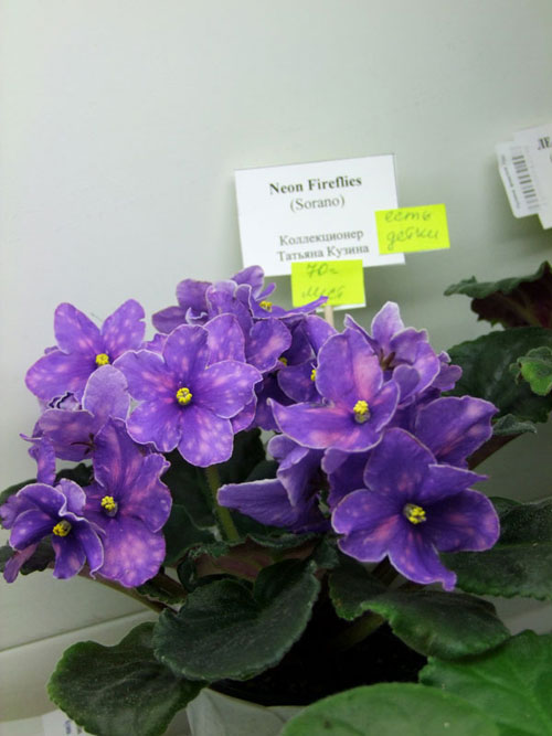 2011_03010033.jpg