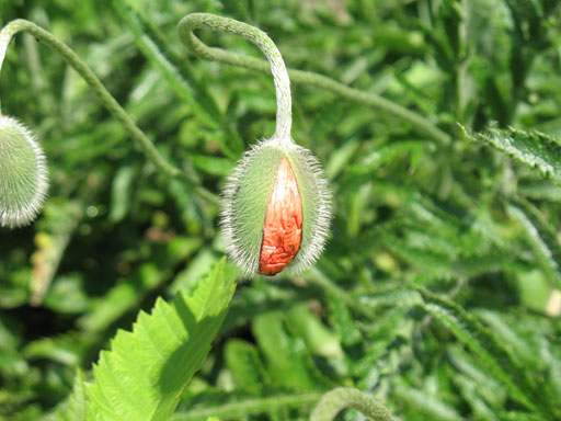 IMG_13692.jpg