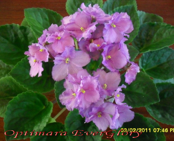 Optimara EverGlory (Holtkamp)