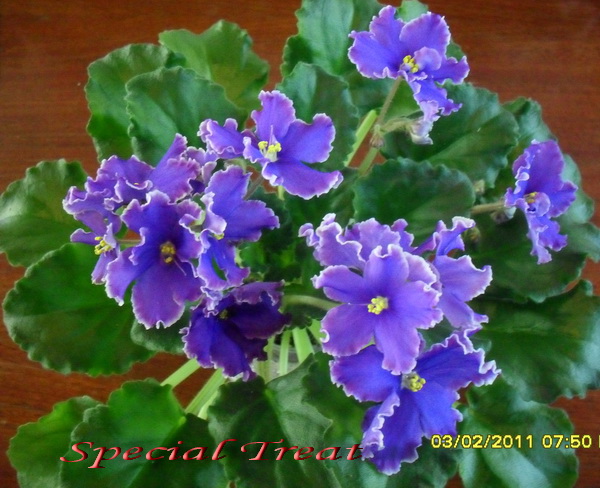 Special Treat (Sorano)