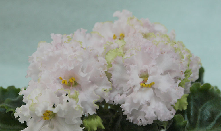 Lil Glimpse O'Spring_ИЛД.jpg
