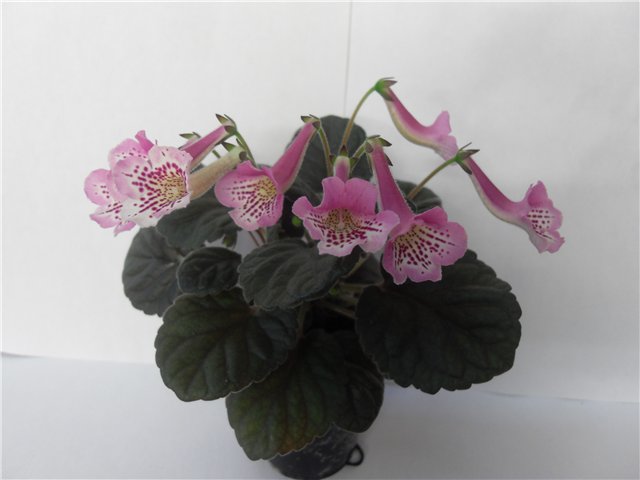 4bd9cea66245.jpg