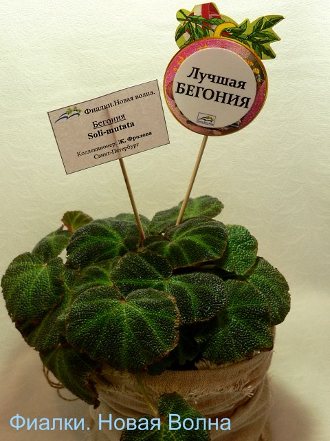 begonia.jpg
