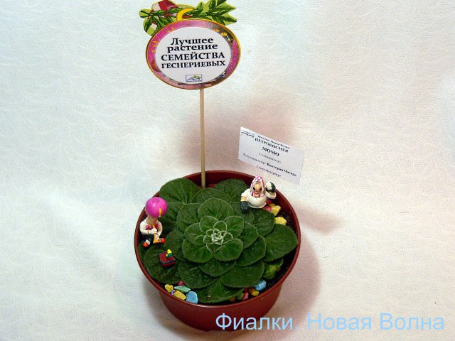 petrocosmea.jpg