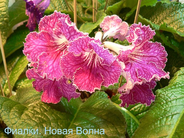 DS-Король<br />кол. Е.Голубева