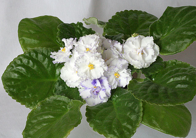 ЛЕ-Ниагара.jpg