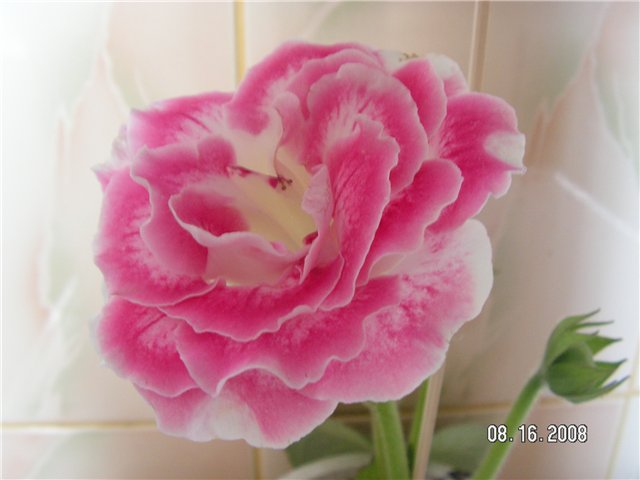 a7584ee9333b.jpg