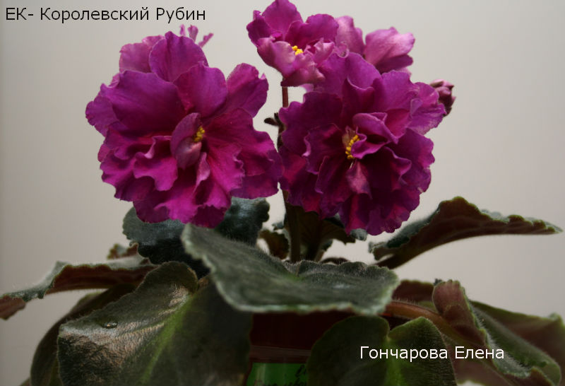 Корол.Руб.jpg