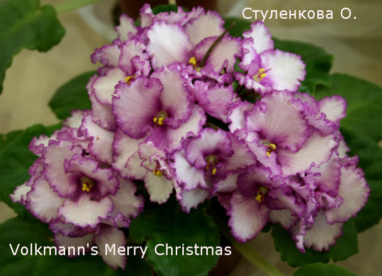 Volkmann's Merry Christmas.jpg
