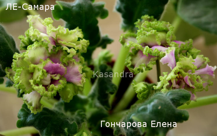 Спорт