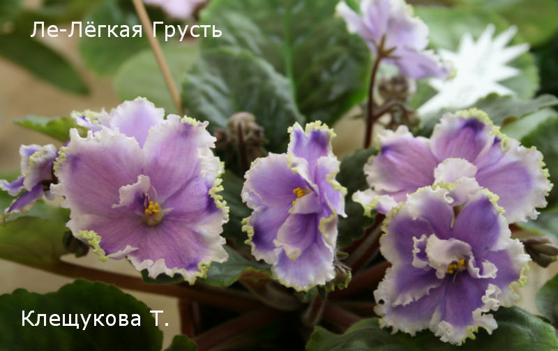 ЛЕ-Лёгкая Грусть.jpg