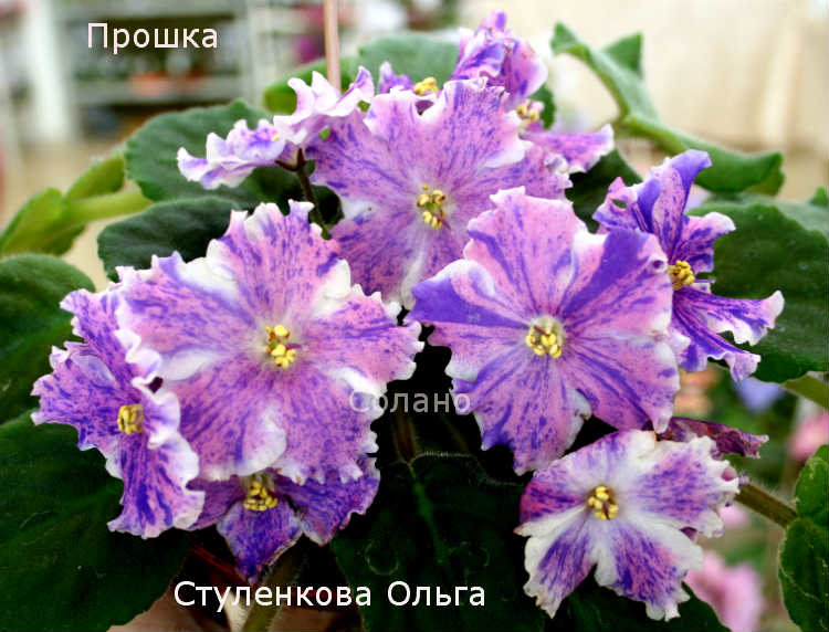 Прошка.jpg