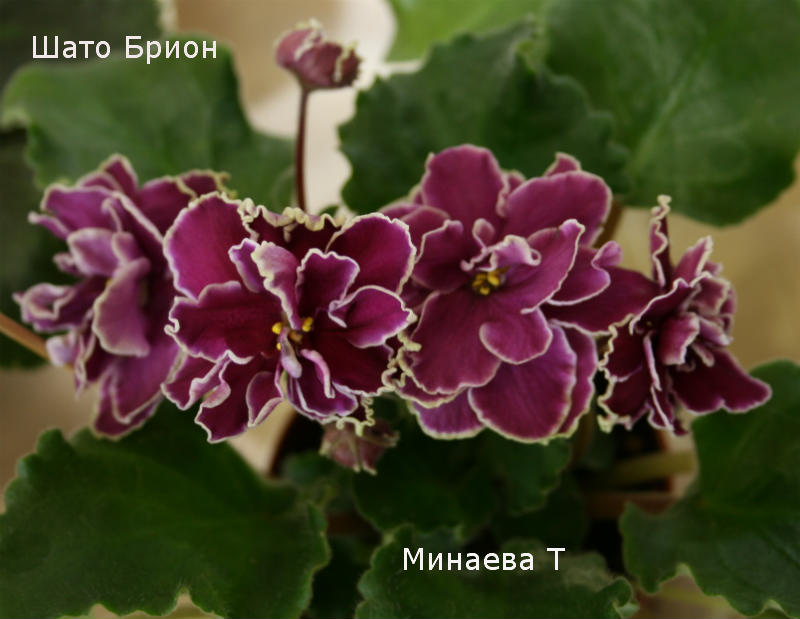 минаева.jpg