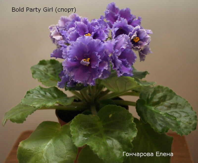 Bold Party Girl спорт.jpg