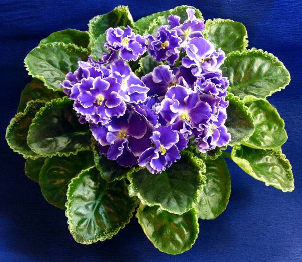 Летние Сумерки (К. Морев)