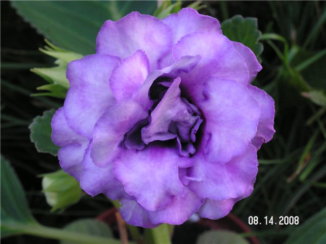 e10f972ccf21.jpg