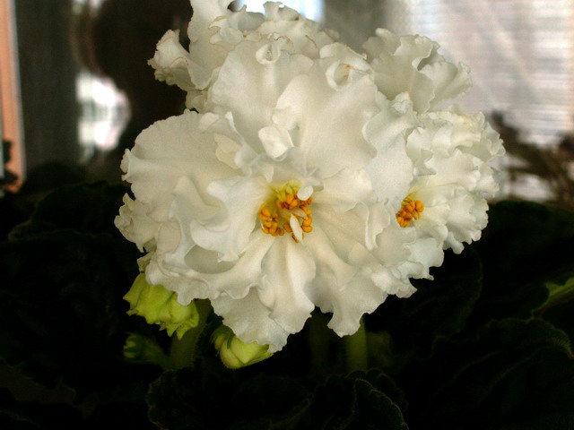 ЕК-Белая Королева.jpg