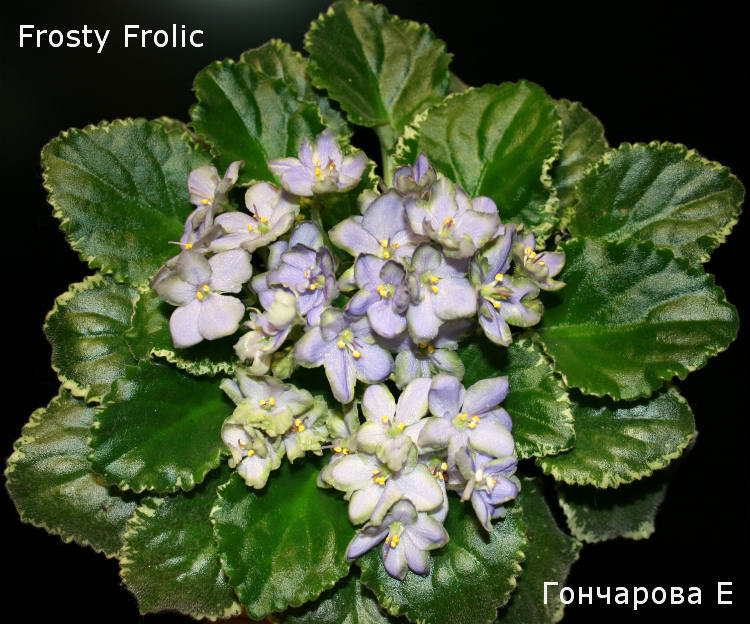 Frosty Frolic бол.раз.jpg