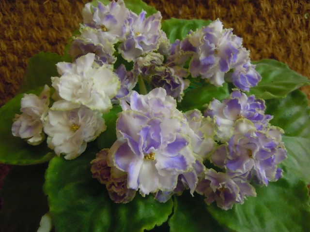 Сеянец К.Морева<br />&amp;quot;Снегурочка&amp;quot;