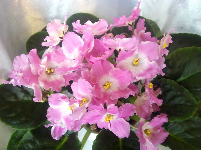 pink-pearls.jpg