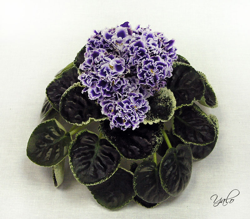 2 место – Летние Сумерки (К. Морев), колл. Ю. Андрусенко