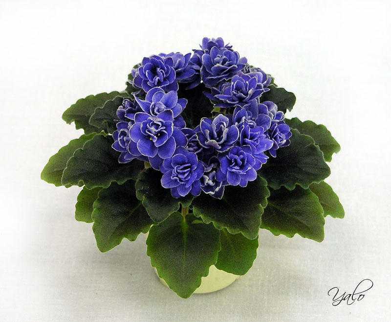 3 место – Ness' Crinkle Blue (D. Ness), колл. Е. Морозова
