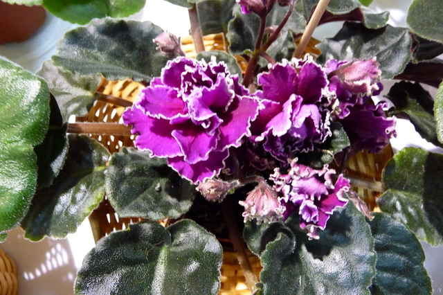 P1020068_resize.JPG