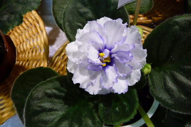P1020073_resize.JPG