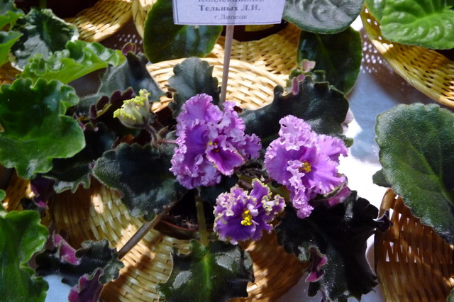 P1020071_resize.JPG