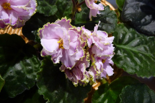 P1020076_resize.JPG