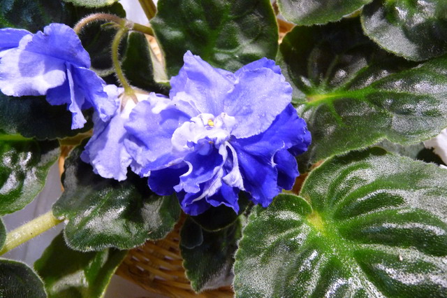 P1020075_resize.JPG
