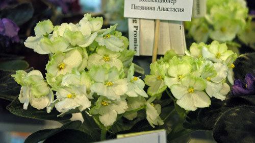 Spring Promise