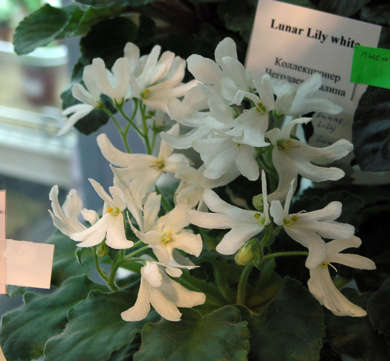 Lunar Lily white