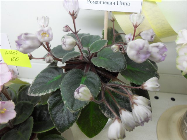d73d57ca1663.jpg