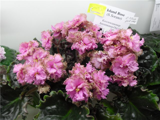 Island Rose Аксенкиной Ольги