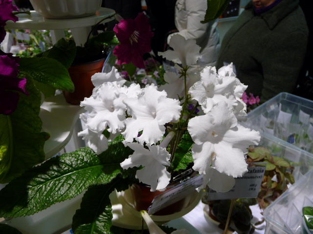 Lacy Snowflace (кол.Лысенко)