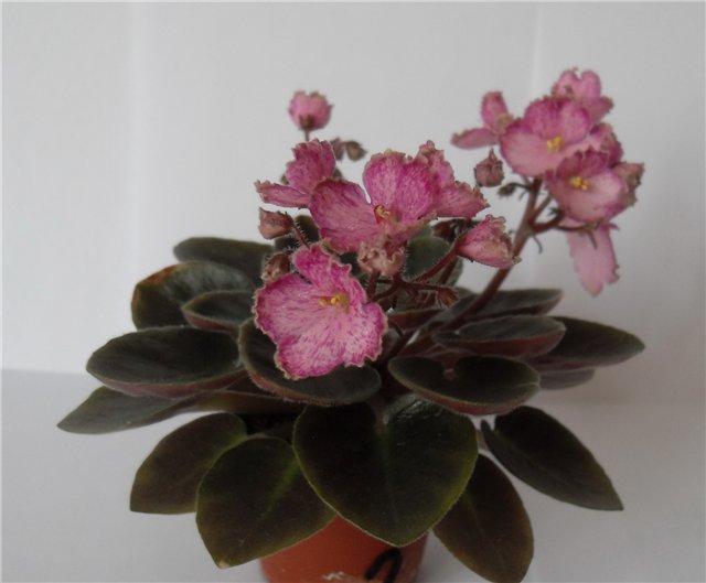 Raspberry Glitz