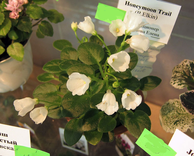 Honeymoon-Trail.jpg