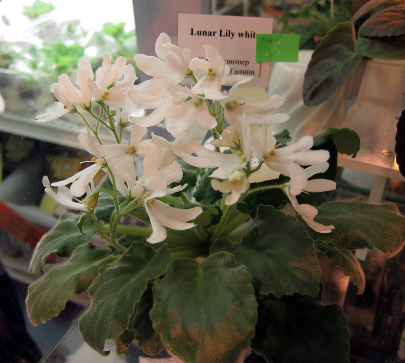 Lunar-Lily-white.jpg