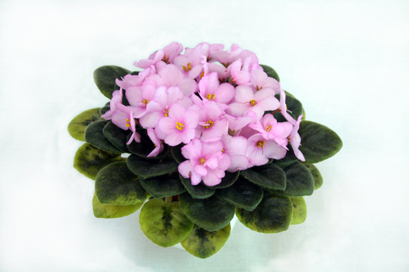 1 место  Rob's Pink Buttercups (Robinson) коллекционер М.Карпова