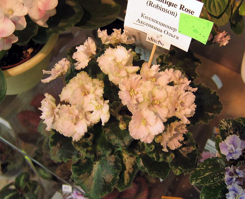 Rob's-Antique-Rose.jpg
