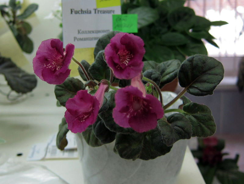 Fuchsia-Treasure.jpg
