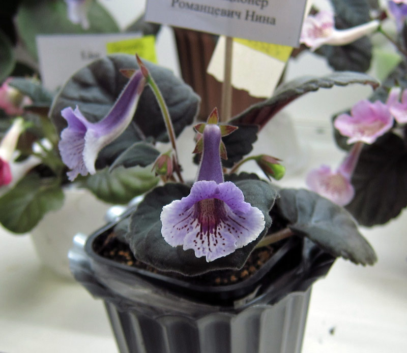Purple-Bauty.jpg