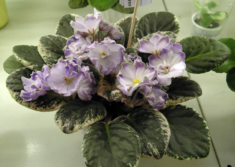 Buckeye Sorcerer