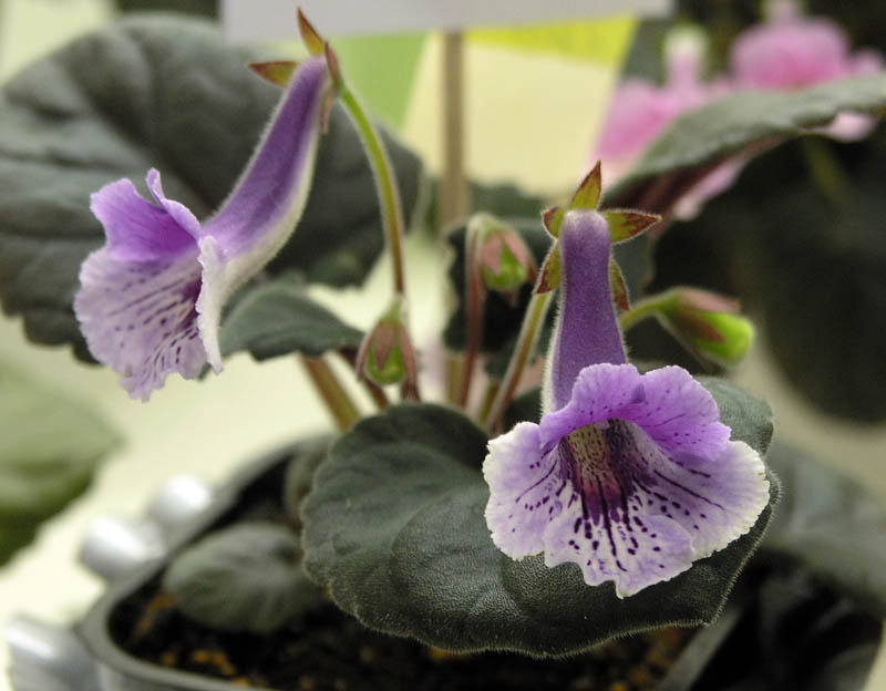 Purple Beauty x self
